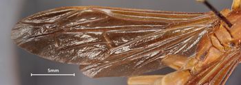 Media type: image;   Entomology 35999 Aspect: wing